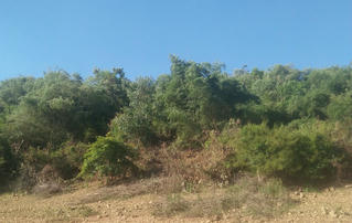 Thâu tóm gần 140ha đất rừng, cựu bí thư huyện ở Bình Định bị khởi tố