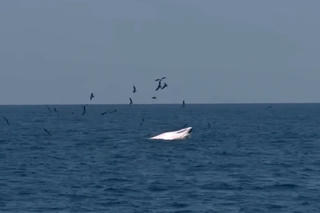 Kỳ thú cá voi Bryde lại về săn mồi gần bờ biển Bình Định