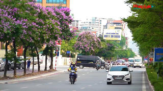 Sắc tím Bằng lăng phủ khắp phố phường Thủ đô
