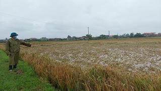 Lúa sắp thu hoạch ngã đổ vì mưa gió dị thường, nông dân Quảng Bình lo mất mùa chính vụ