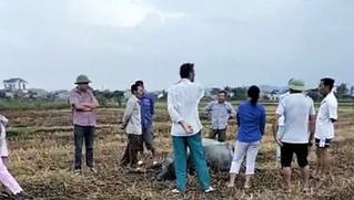 Quảng Bình: Mưa lớn kèm theo sấm sét đánh chết 2 con trâu khi đang chăn thả ngoài đồng