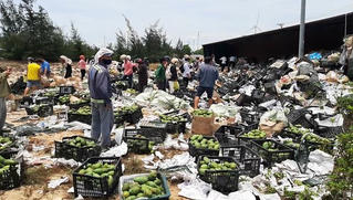 Người dân Quảng Bình đội nắng gom 33 tấn xoài giúp tài xế bị lật xe