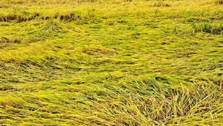 Mưa gió bất thường làm gãy đổ gần 6.000 ha lúa chín ở Quảng Bình