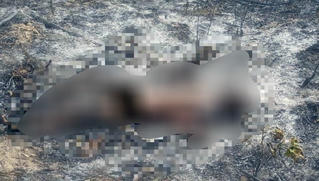 Phát hiện thi thể người đàn ông trên rẫy tràm