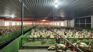 Mô hình nuôi vịt công nghệ cao, hướng đi mới để phát triển chăn nuôi theo hướng bền vững