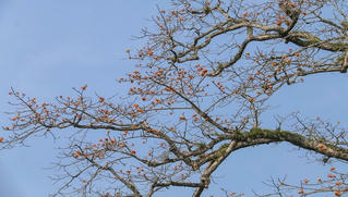 Ngắm cây gạo di sản đầu tiên ở Quảng Bình khoe sắc mỗi độ tháng ba về