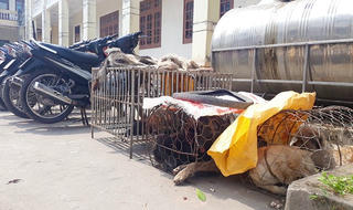 Bắt nhóm “cẩu tặc” khi đang mang hàng đi bán