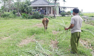 Bán 'bò giống chính sách' cho lò mổ, nhiều cán bộ chủ chốt bị kỷ luật 