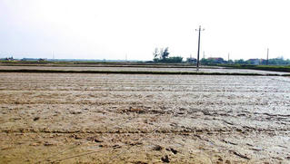 Một nông dân bị dây điện rơi trúng người giật tử vong khi đang gieo lúa