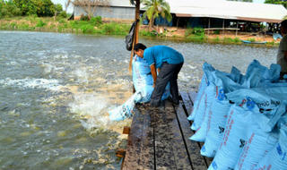 Không dùng kháng sinh trong thức ăn thủy sản 