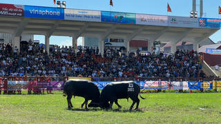 Toàn cảnh Lễ hội Chọi trâu truyền thống Đồ Sơn năm 2023 