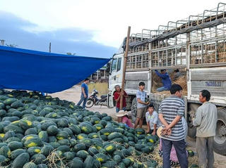 Tiểu thương mua dưa hấu “cắn răng” nộp 2 triệu đồng/xe để qua trạm bảo kê