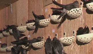 Ninh Thuận 'khoanh vùng' cho chim yến