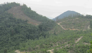 Bình Định tăng cường quản lý bảo vệ rừng, xử lý tình trạng phá rừng, lấn chiếm đất rừng