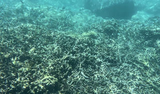 Khánh Hòa lên phương án phục hồi vịnh Nha Trang 