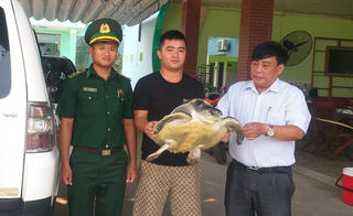 Bình Định thả cá thể đồi mồi dứa quý hiếm về biển