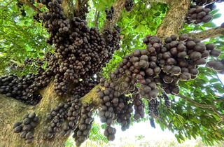 Du khách “đắm say” check-in vườn đỏ ở vùng cao Phú Yên