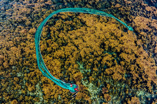 Mùa rong biển tuyệt mỹ ở Nhơn Hải