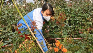 “Bán cả sào chỉ đủ tiền mua giấy quấn hoa” – người trồng hoa Mê Linh “khóc ròng” vì nCoV