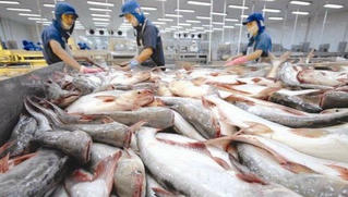 Tín hiệu vui từ một số thị trường lớn:Doanh nghiệp xuất khẩu cá tra cần chuẩn bị nguyên liệu