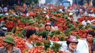 Tin vui: Vải thiều Việt Nam sẽ sớm được xuất sang Nhật Bản