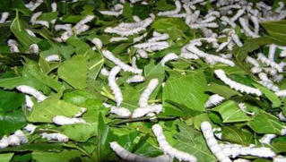 Tằm lại nhả “vàng” sau bão “dịch”