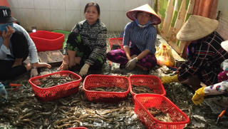 Bắt quả tang cơ sở đang đưa tạp chất vào tôm nguyên liệu tại Kiên Giang