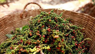 Các công-ten-nơ hồ tiêu mắc kẹt tại Nepal đã có thể quay về nước