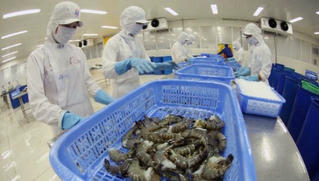 Dự báo, năm 2020 xuất khẩu tôm sang Trung Quốc tăng khoảng 7%