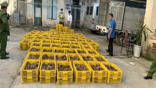 Bắt giữ 40.000 con gà giống nhập lậu đang trên đường đi tiêu thụ