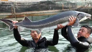 Siết chặt nhập khẩu cá tầm tại các cửa khẩu