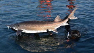 Tiếp bài “Giật mình trước nguy cơ “vỡ trận” nhập khẩu cá tầm vào Việt Nam: 