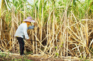 Chính thức áp thuế chống bán phá giá, thuế chống trợ cấp đường nhập từ Thái Lan