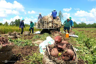 Khoai lang tím tồn trên 8.000 tấn, bơ, xoài, thanh long rớt giá, cách nào 'gỡ khó' cho nông dân?