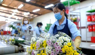 Thực hư việc hoa Đà Lạt không thể xuất khẩu sang Úc do Cục Bảo vệ thực vật cấm hoạt chất Glyphosate