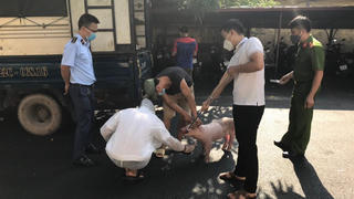Ngăn chặn gần 1,6 tấn lợn mắc bệnh tả Châu Phi đang về Bắc Giang tiêu thụ