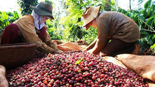 Peru phê chuẩn Hiệp định CPTPP – cơ hội thúc đẩy xuất khẩu của Việt Nam