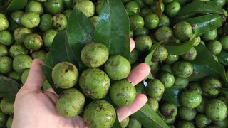 Lần đầu tiên sấu đông lạnh Việt Nam được xuất khẩu sang Australia