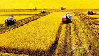 Kiến nghị mở “luồng xanh” cho vận tải đường thủy để tiêu thụ lúa gạo 