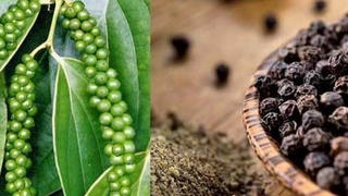 Bất chấp dịch COVID-19, giá hạt tiêu trong nước vẫn tăng mạnh