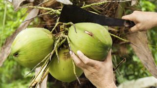 Thụy Điển cần nhập khẩu nước dừa đóng chai