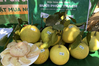 Dự kiến tiêu thụ 350 tấn bưởi Phúc Trạch qua sàn thương mại điện tử