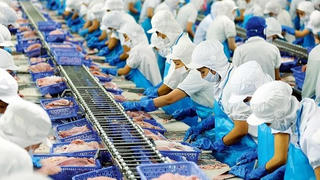 Nguy cơ đứt gãy chuỗi sản xuất, hơn 50% nhà máy cá tra dừng hoạt động