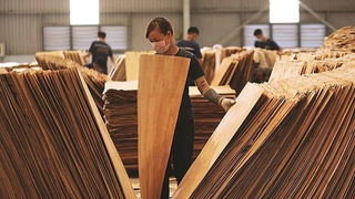 Hoa Kỳ gia hạn kết luận điều tra chống lẩn tránh thuế gỗ dán cứng từ Việt Nam