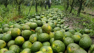 Tồn hàng nghìn tấn nông sản mỗi ngày, Vĩnh Long kêu gọi hỗ trợ tiêu thụ