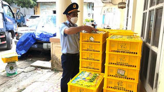 Gần 1,7 tấn nho xanh Trung Quốc nhập lậu bị thu giữ tại Lạng Sơn