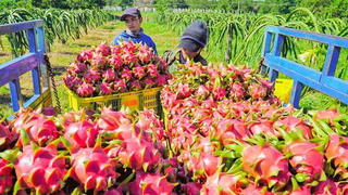 Cơ hội cho hàng Việt vào sâu hơn thị trường Âu - Mỹ