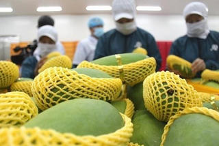 Việt Nam là thị trường xuất khẩu rau quả đã qua chế biến lớn thứ 9 toàn cầu