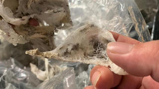 Tạm giữ 180kg yến nguyên liệu không có nhãn hàng hóa tại Khánh Hòa