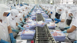 Việt Nam tăng gấp đôi xuất khẩu mực chế biến sang Hàn Quốc